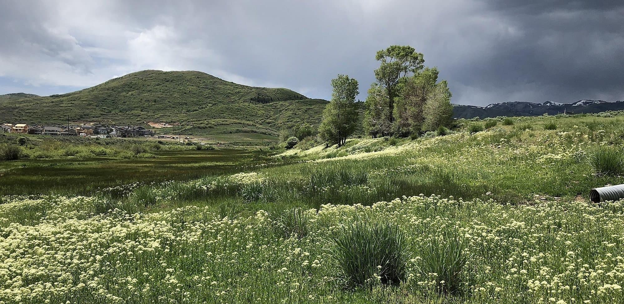 A meadow of hoary cress under a storm sky with aspens beyond