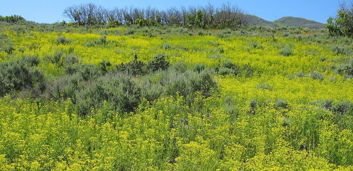 A hillside of leafy spurge in full yellow bloom under a blue sky