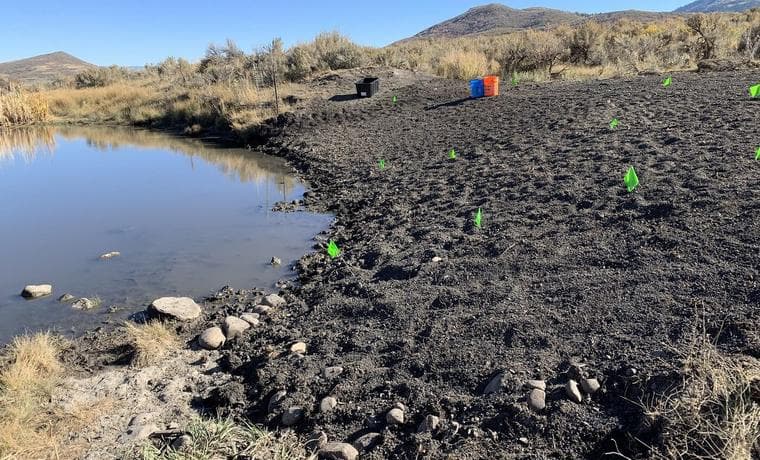 A riparian restoration site with fresh plantings along open water