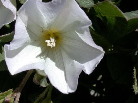 Field Bindweed in the field
