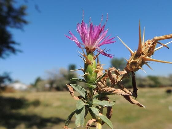 Purple Starthistle in the field