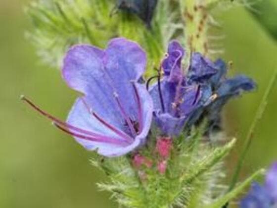 Small Bugloss in the field