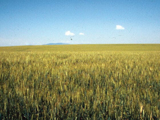 Spring Millet in the field