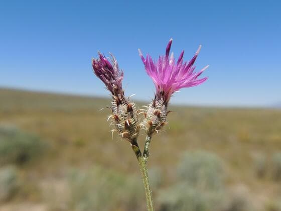 Squarrose Knapweed in the field