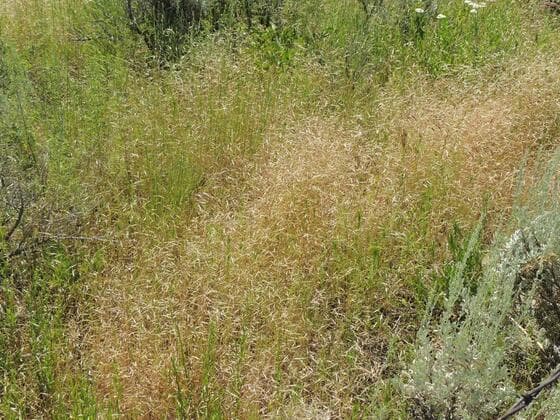 Ventenata in the field