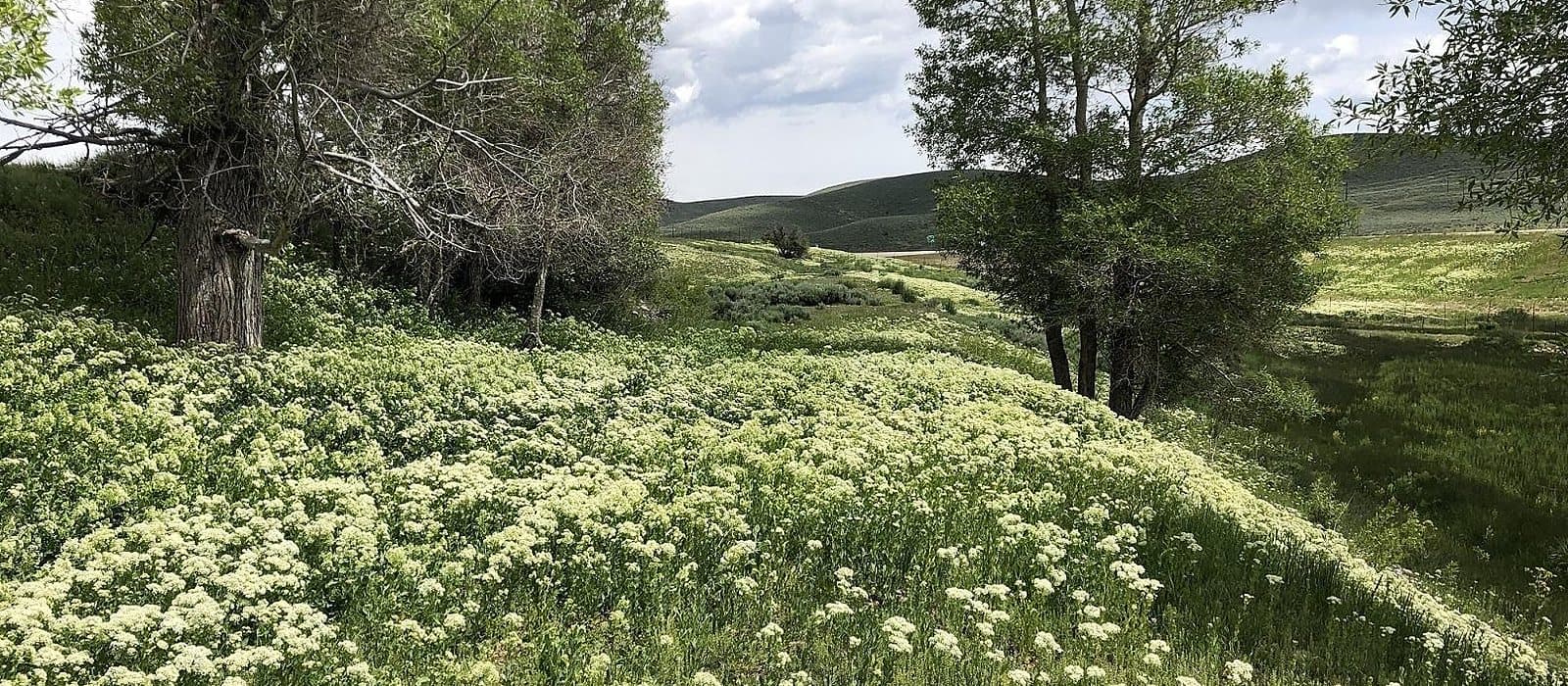 A hoary cress meadow under a storm sky, with aspens and the ridge beyond