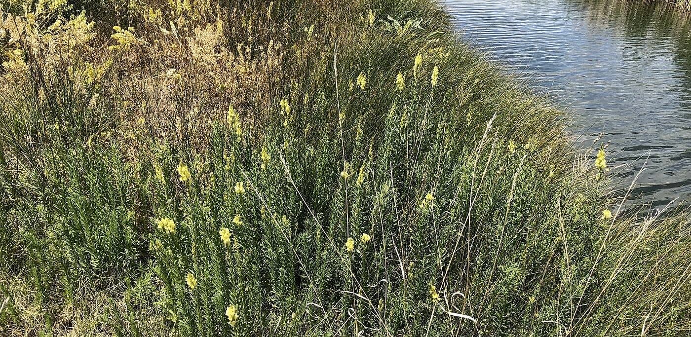 Yellow toadflax blooming along a creek at PC Hill