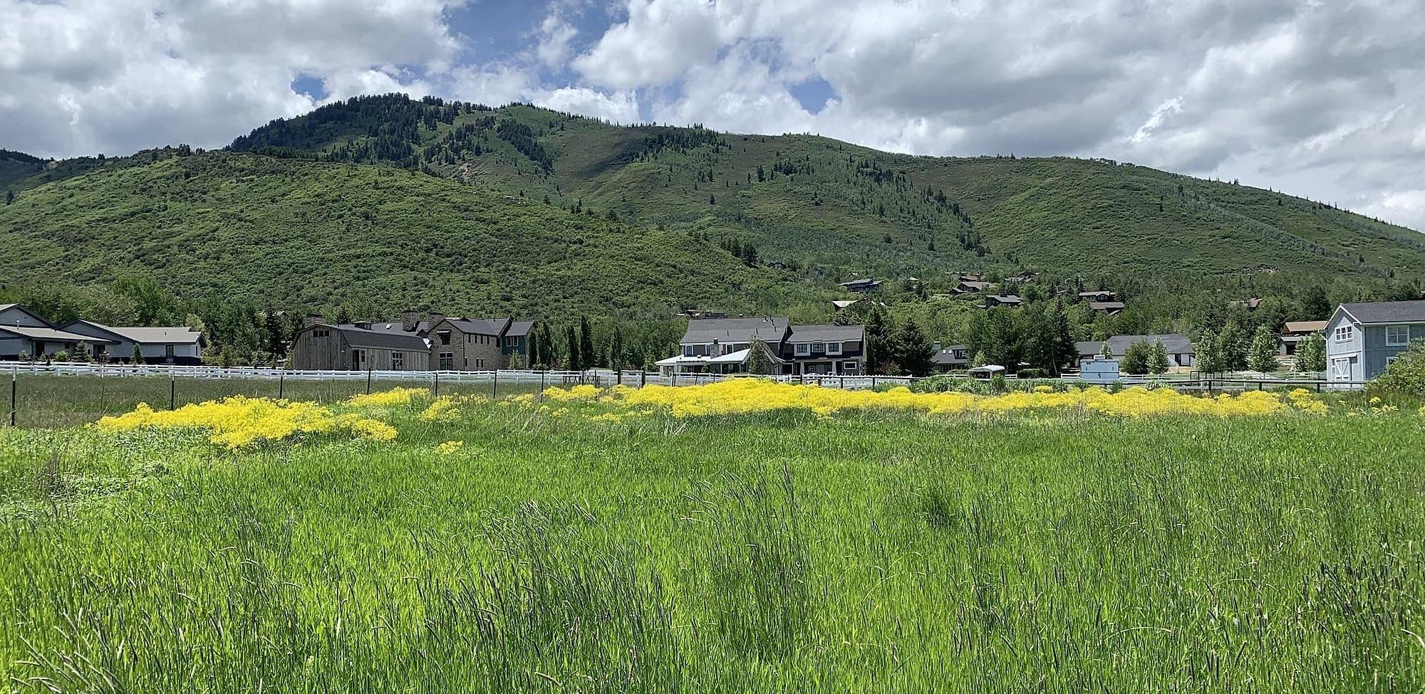 Summer meadow and hillside at a Summit County treatment site