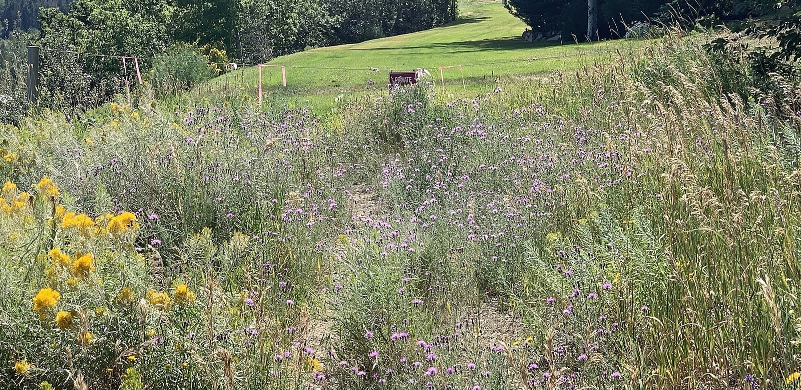 A spotted knapweed patch spreading across a Summit County hillside