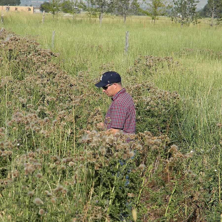 A crew member waist-deep in a Canada thistle patch