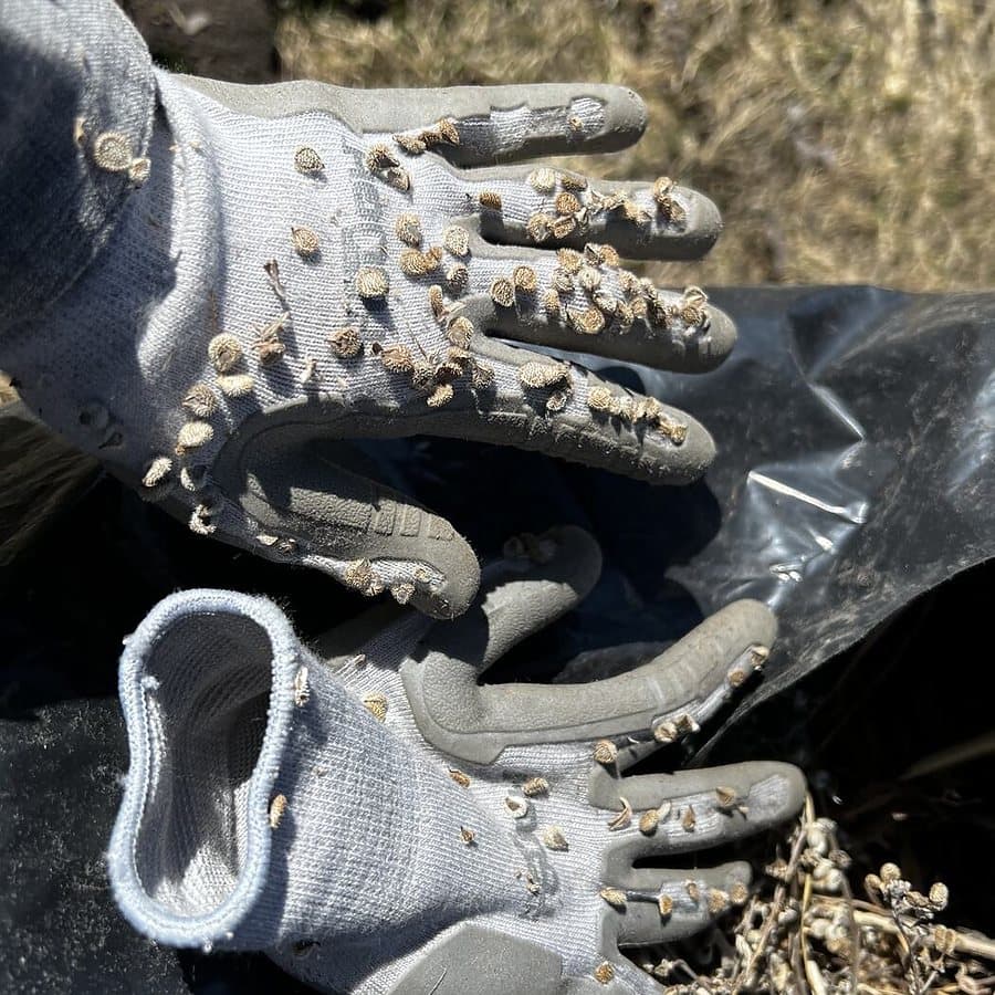 Houndstongue burrs stuck to a pair of work gloves