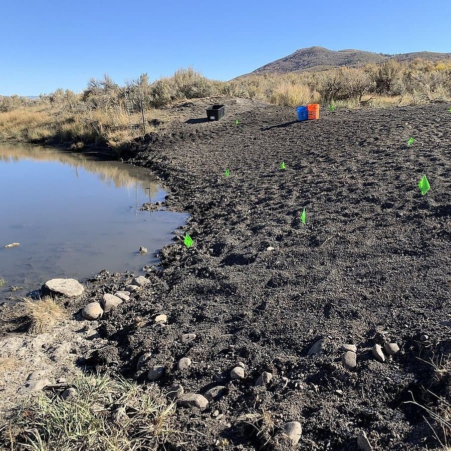 Fresh plantings along open water at a restoration site