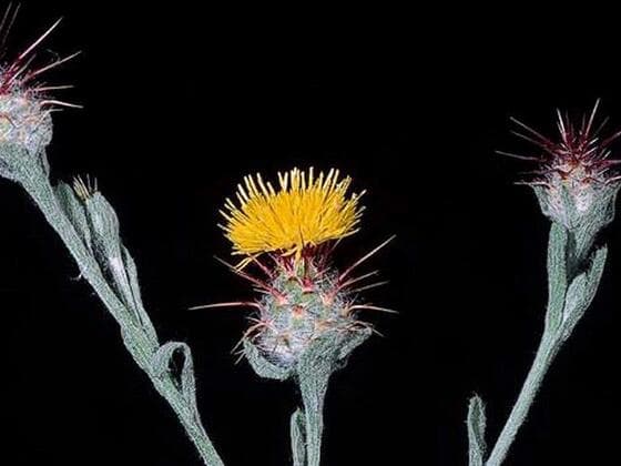 Malta Starthistle in the field