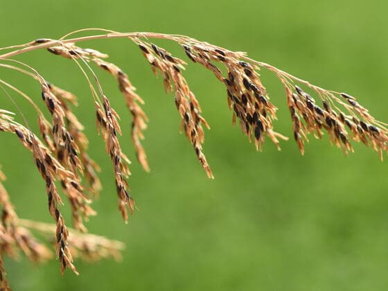 Perennial Sorghum in the field