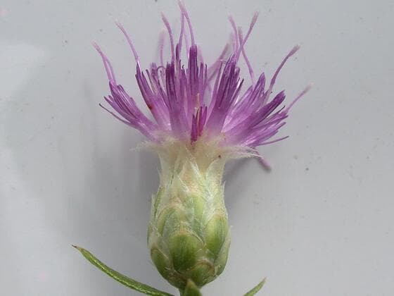 Russian Knapweed in the field