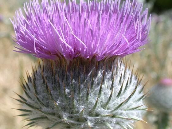 Scotch Thistle in the field